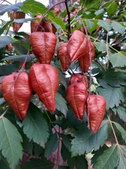 Koelreuteria paniculata