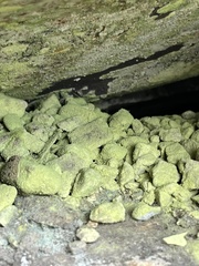 Chrysothrix candelaris