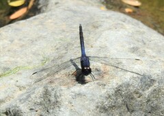 Trithemis festiva