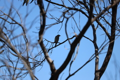 Lichmera indistincta