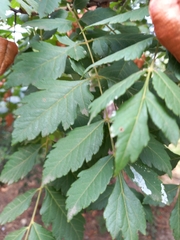 Koelreuteria paniculata