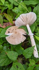 Amanita longistriata
