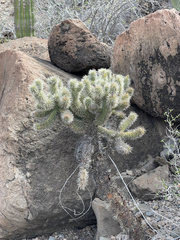 Cylindropuntia bigelovii ciribe