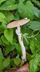 Amanita longistriata