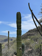 Pachycereus pringlei