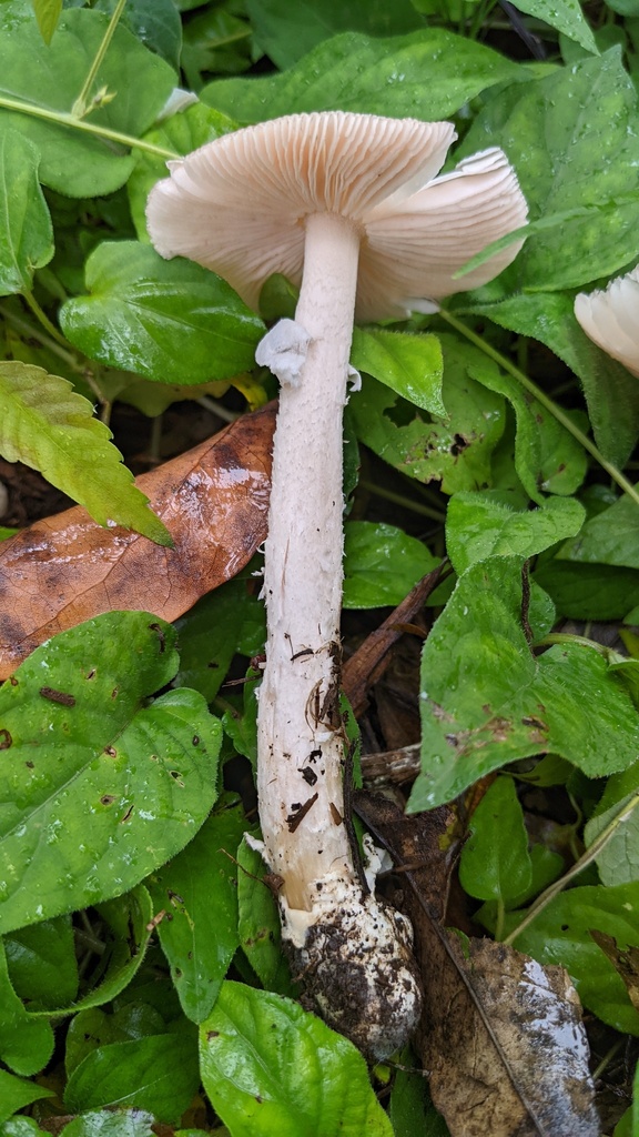 Amanita longistriata · September 2022 · photo: © atsushi_nakajima_cirque (iNaturalist, cc-by)
