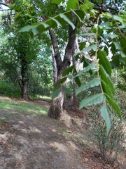 Koelreuteria paniculata