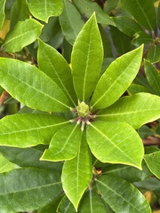 Rhododendron ponticum
