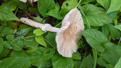 Amanita longistriata