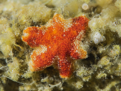 Aquilonastra