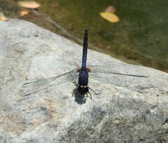 Trithemis festiva