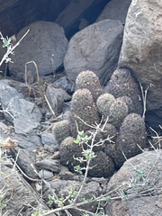 Mammillaria dioica