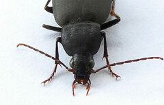 Chlaenius orbus