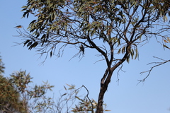 Lichmera indistincta