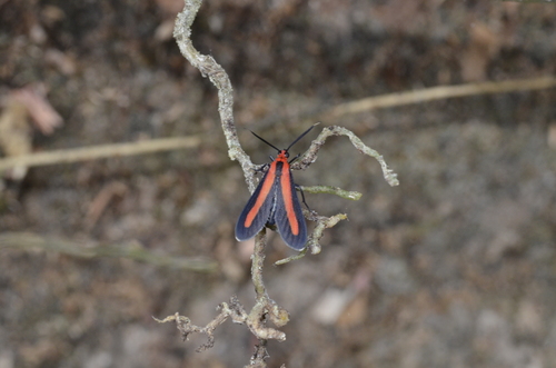 Tipulodes rubriceps