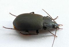 Chlaenius orbus