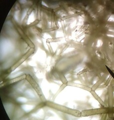 Hydrodictyon reticulatum