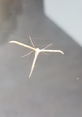 Emmelina monodactyla