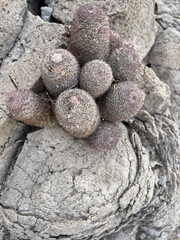 Mammillaria dioica