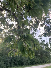 Ulmus rubra