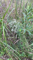 Eupatorium hyssopifolium