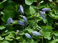 Clematis occidentalis grosseserrata