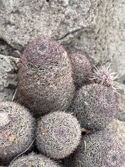 Mammillaria dioica