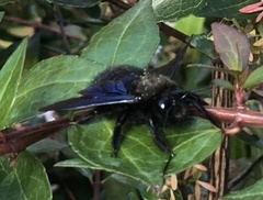 Xylocopa