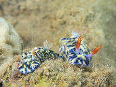 Hypselodoris infucata