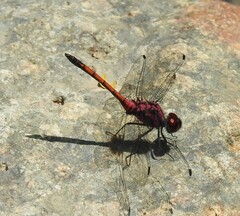 Trithemis lilacina