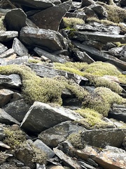 Racomitrium lanuginosum