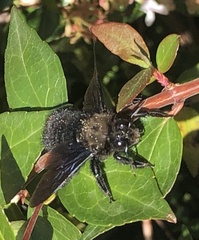 Xylocopa