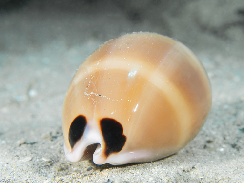 Cypraea pulchra observed 2020-07-18