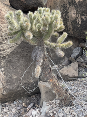 Cylindropuntia bigelovii ciribe
