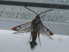 Synanthedon formicaeformis