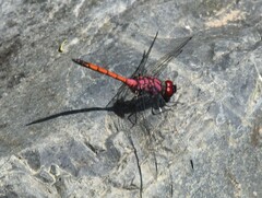 Trithemis lilacina