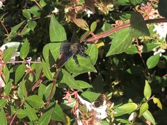 Xylocopa