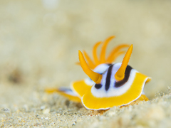 Chromodoris quadricolor