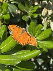 Dione vanillae