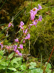 Primula pauciflora
