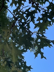 Quercus shumardii