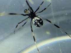 Latrodectus hasselti