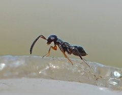 Encyrtidae