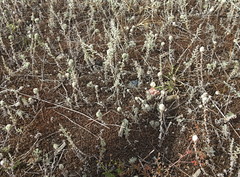 Artemisia austriaca
