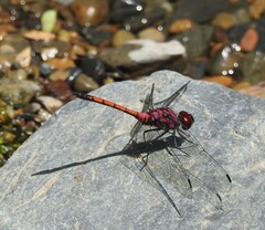 Trithemis lilacina