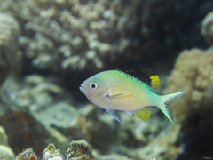 Chromis viridis