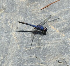 Trithemis festiva