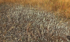 Artemisia austriaca