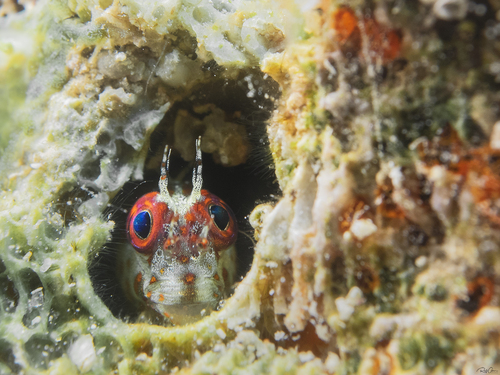 Fringed blenny (Mimoblennius cirrosus) — Blenniidae — 2