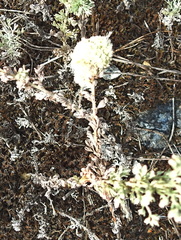 Rhopalomyia saissanica